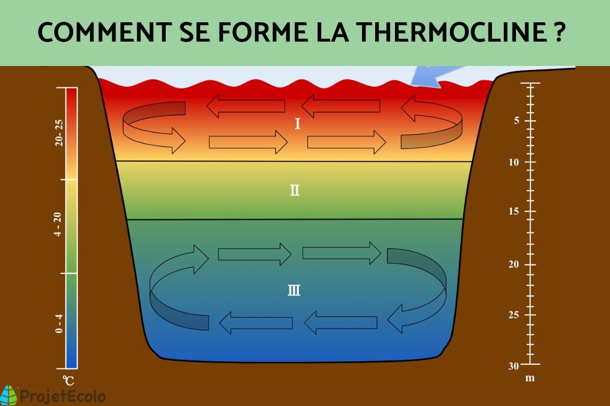 Thermocline - Définition, types et formation