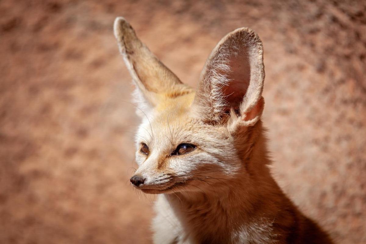 Animaux du désert du Sahara - Noms, caractéristiques et photos