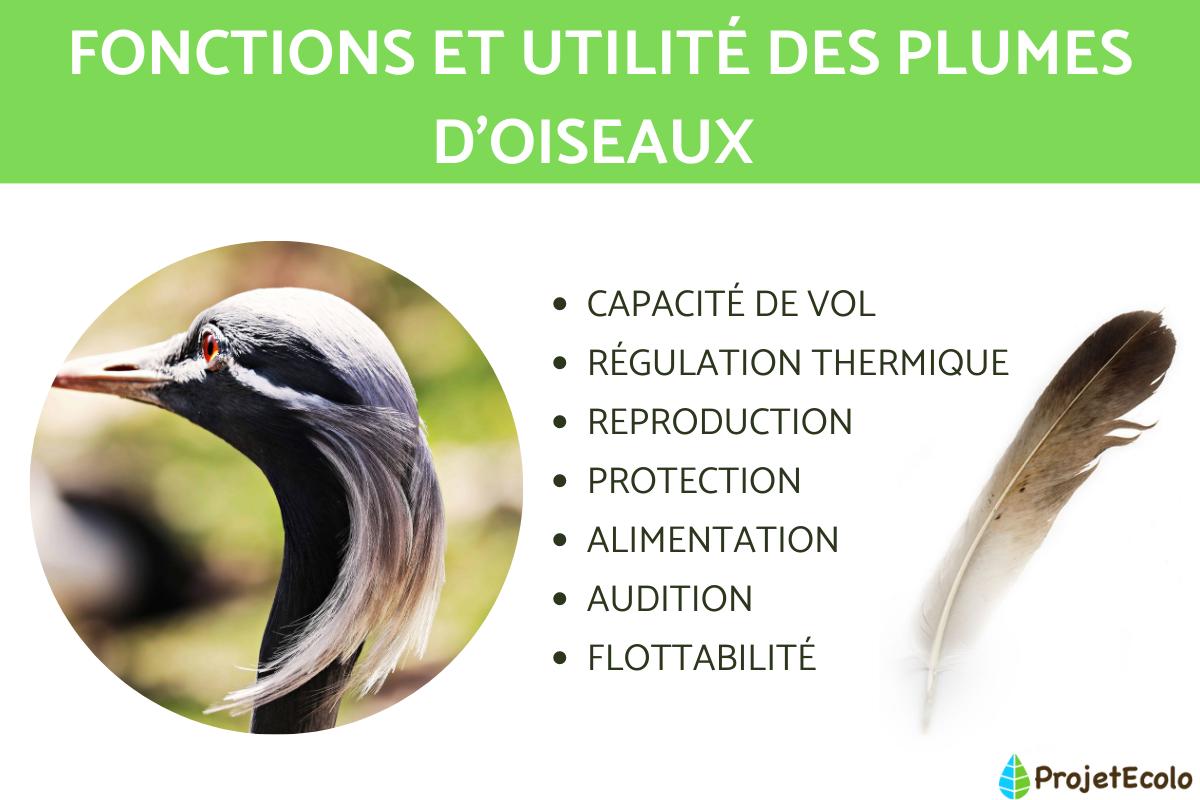 À quoi servent les plumes d'oiseaux ?