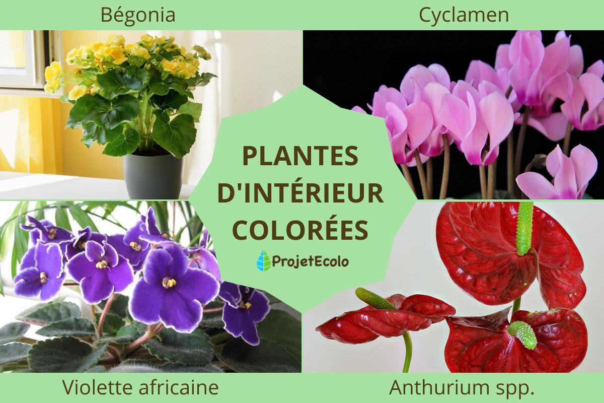 Plantes d'intérieur colorées