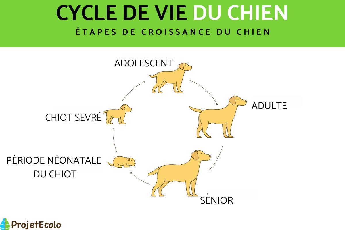 Cycle de vie d'un chien