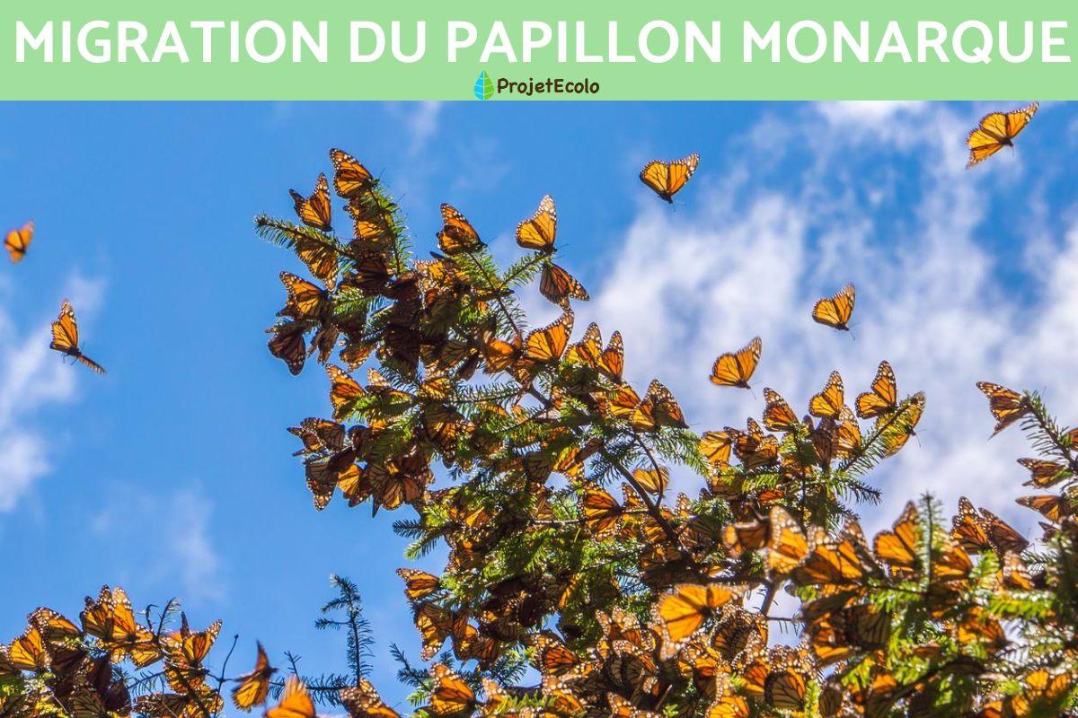 Migration du papillon monarque
