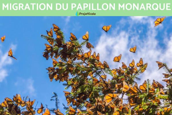 Migration du papillon monarque