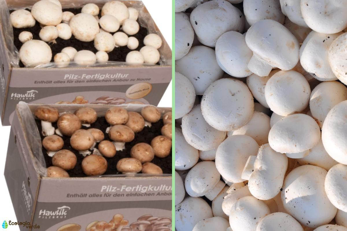 Champignons bienfaits et calories Guide complet