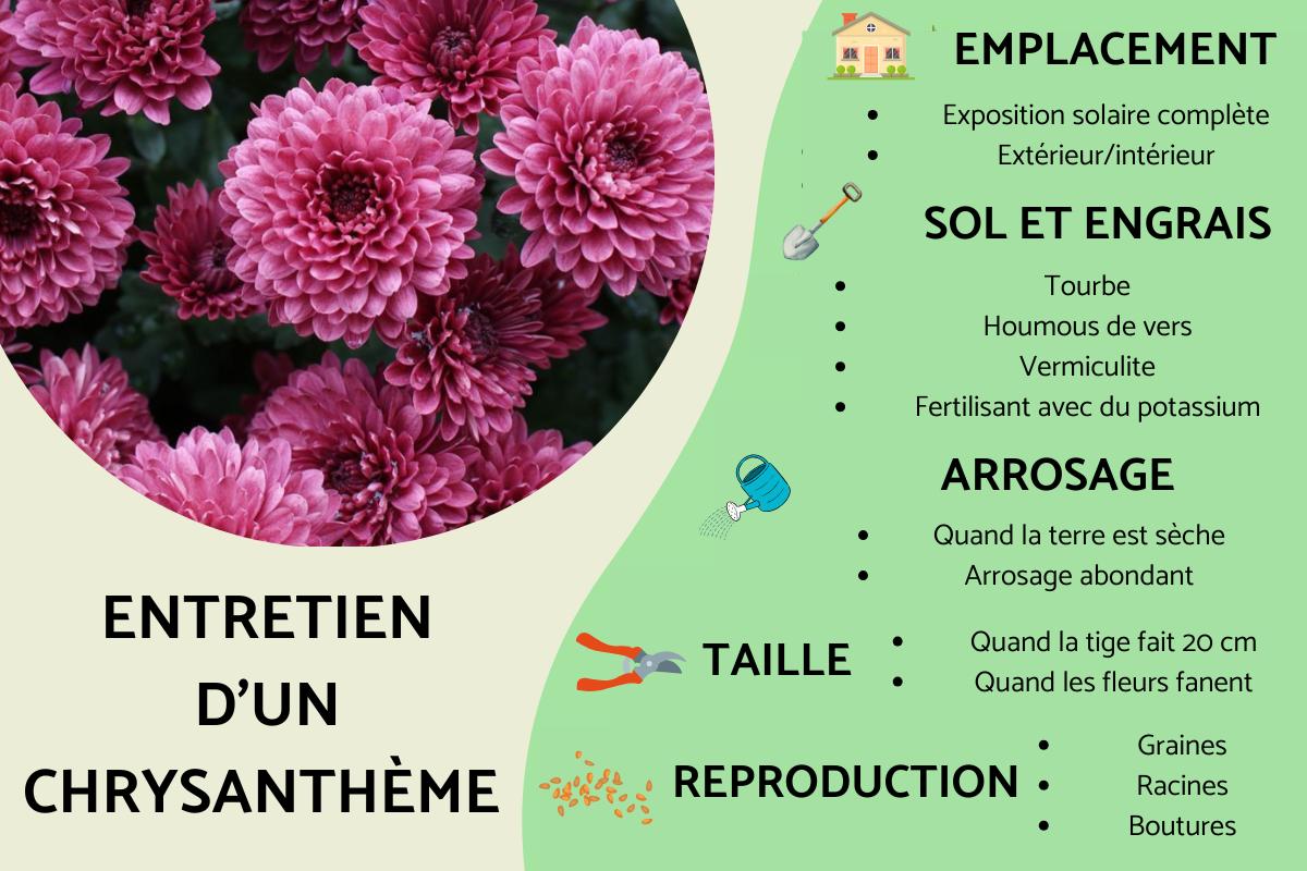 Chrysanthème : Plantation, arrosage et taille