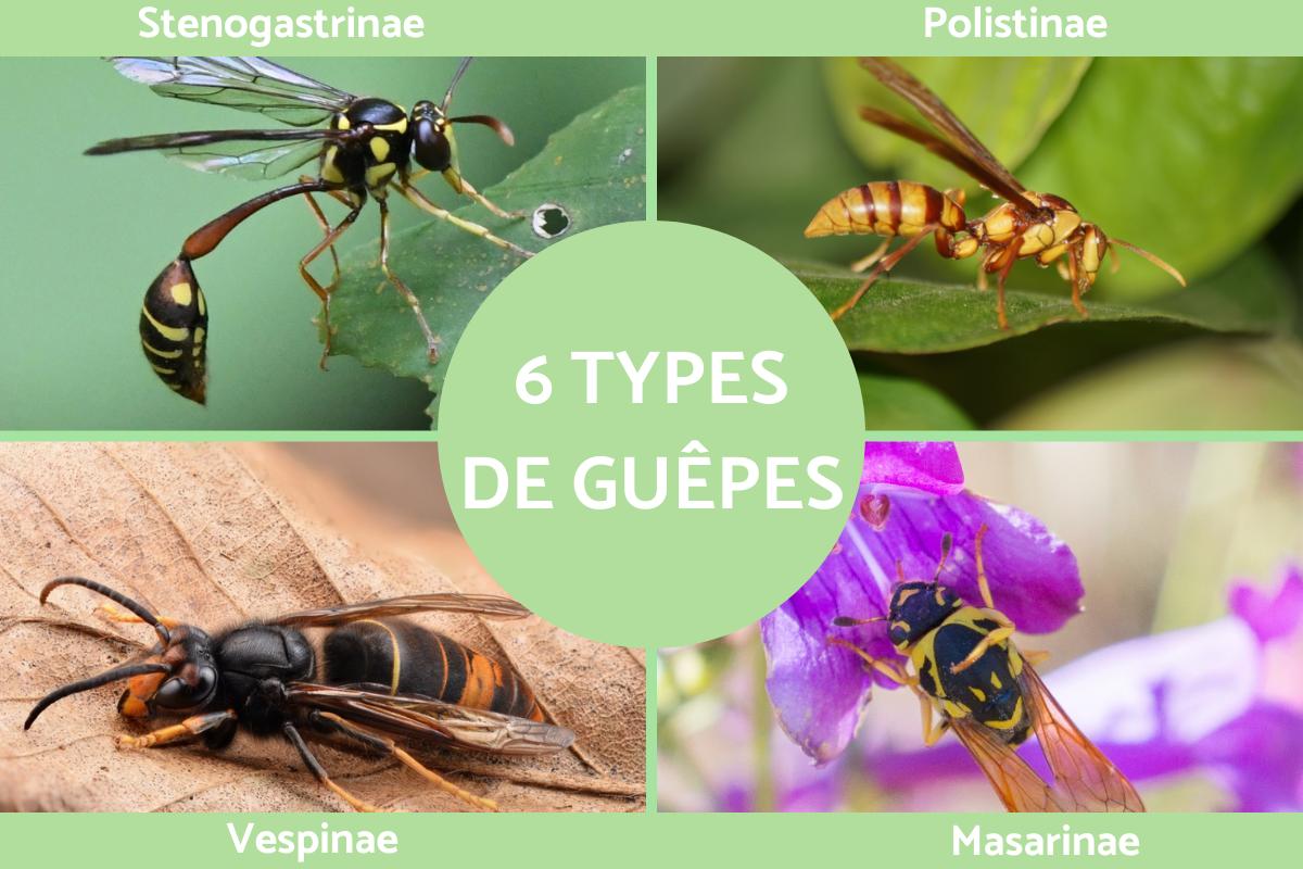 Types de guêpes