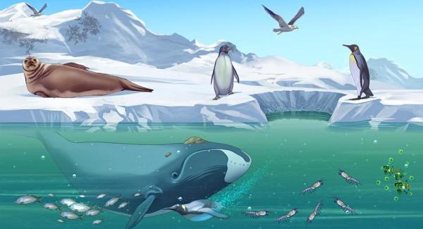 Biotope : Définition et exemples - Biotope et biocénose