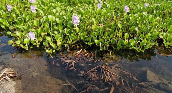 Biotope : Définition et exemples - Relation du biotope avec les écosystèmes