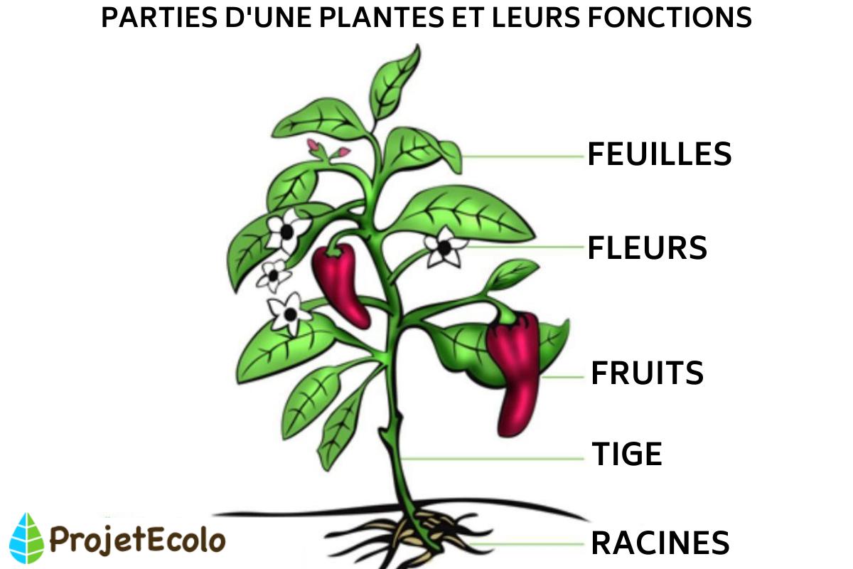 Anatomie d'une plante - les parties d'une plante avec schéma