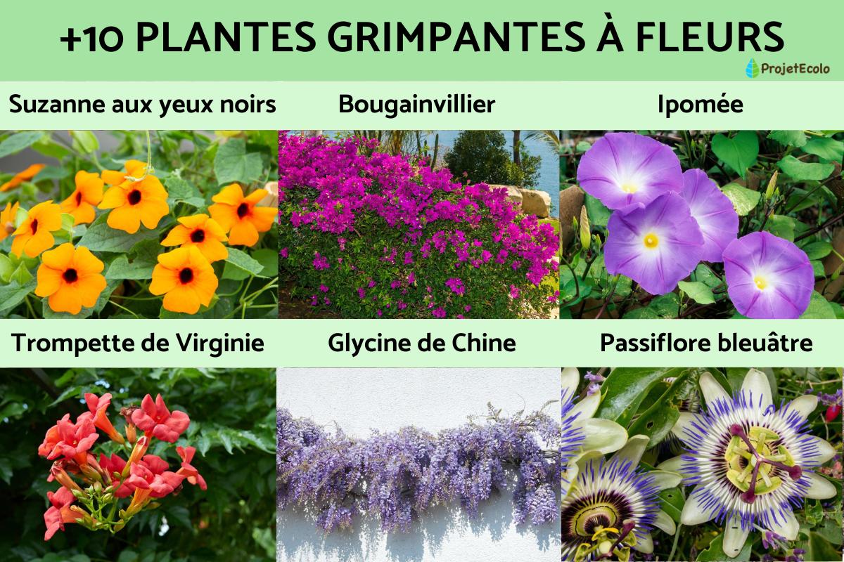 Plantes grimpantes à fleurs