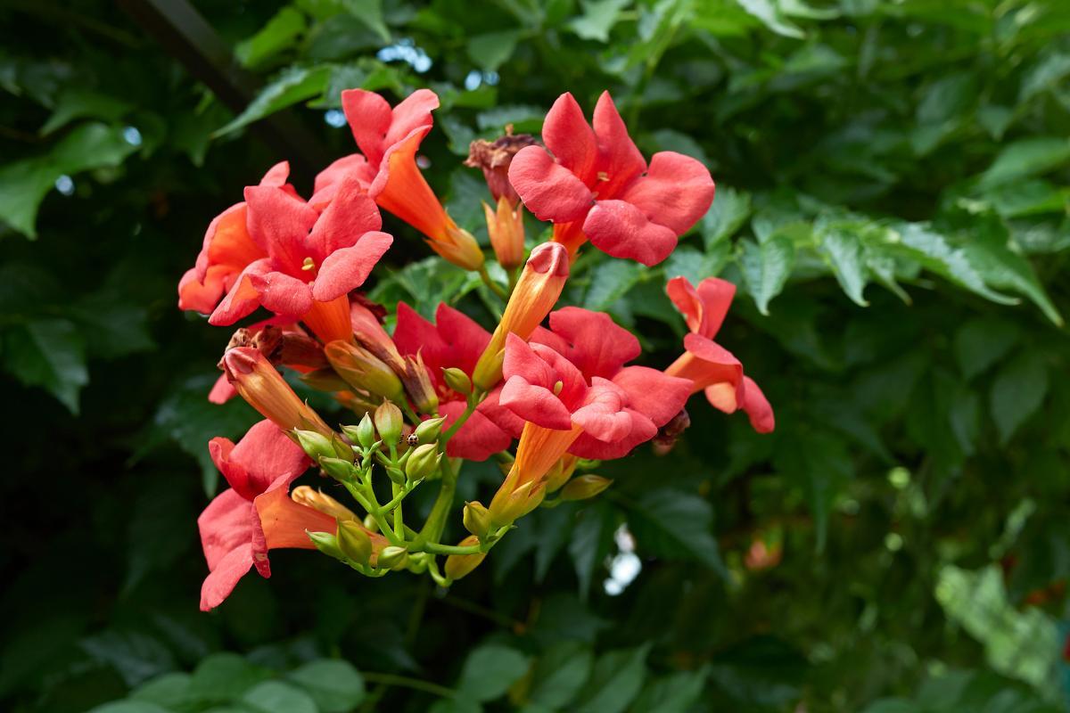 Plante Grimpante 5 Lettres