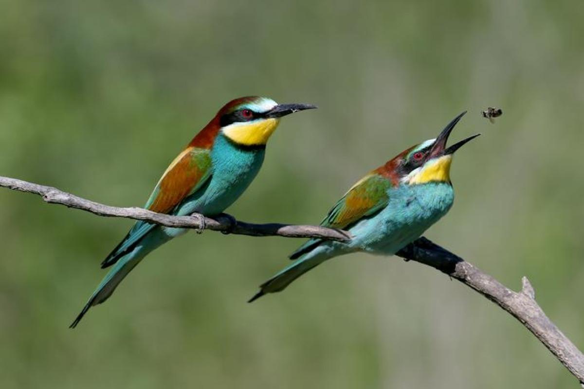 Animaux insectivores - Définition, caractéristiques et liste