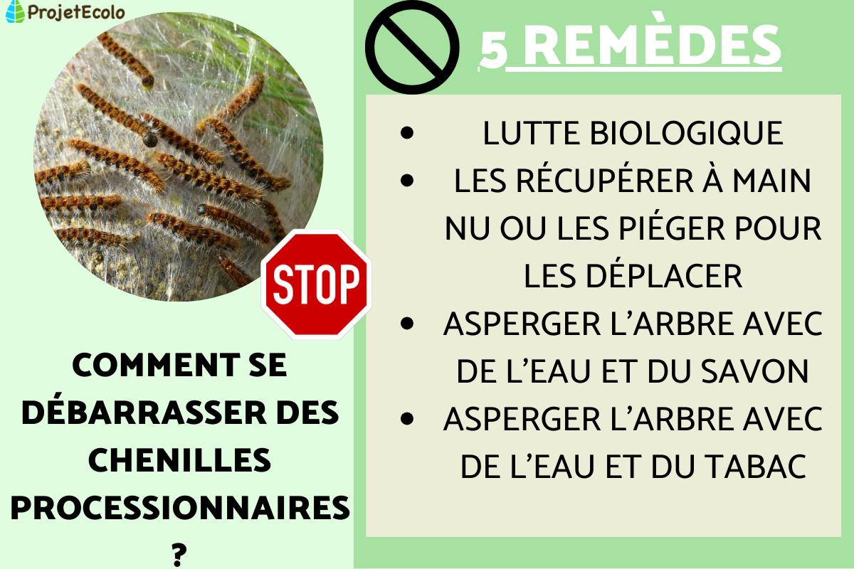 Comment se débarrasser des chenilles processionnaires