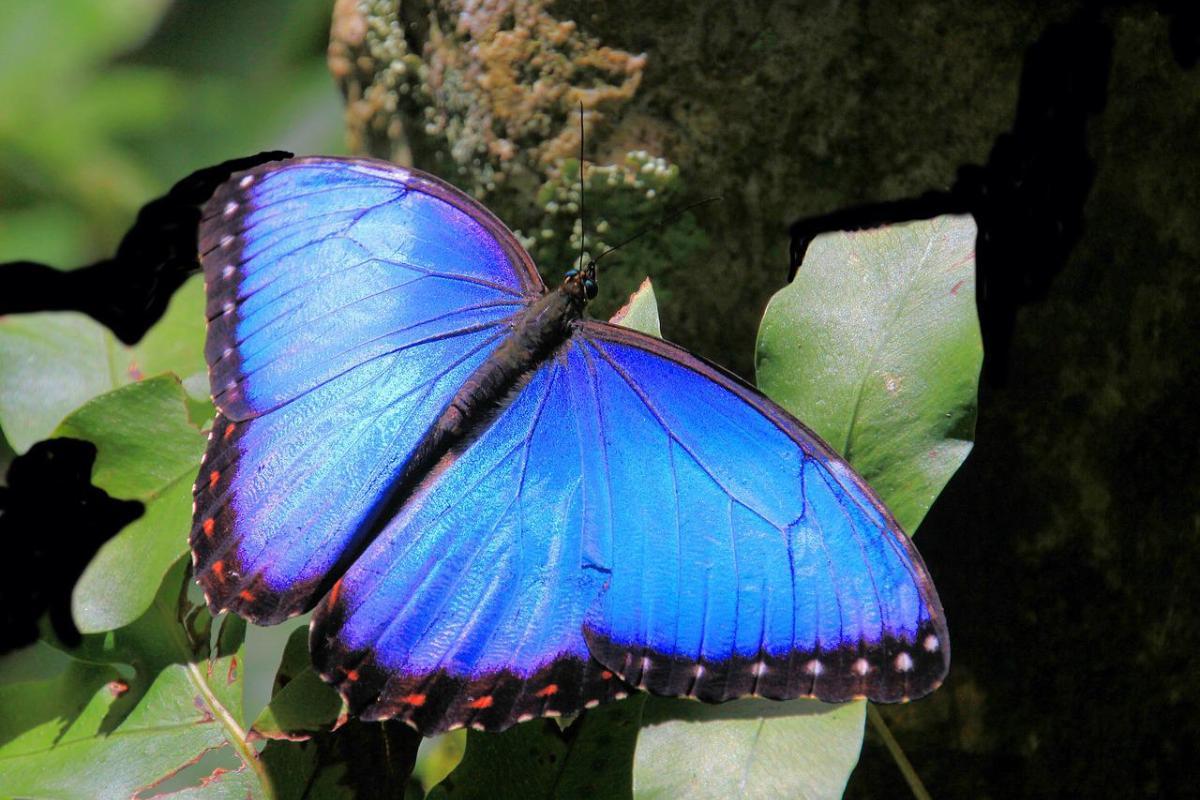 MORPHO, PAPILLON BLEU CARACTÉRISTIQUES, HABITAT et ALIMENTATION