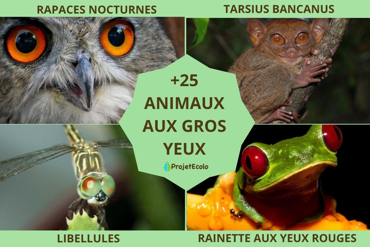 Animaux aux gros yeux