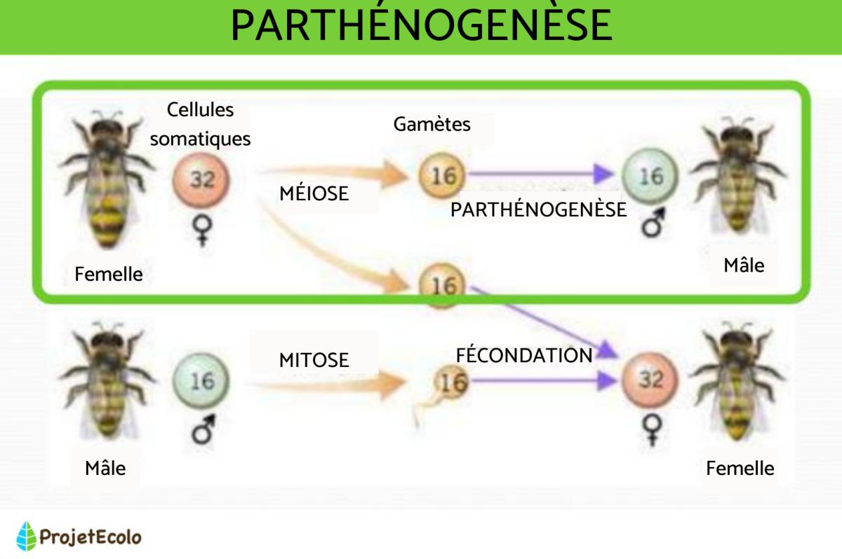 Parthénogenèse - Définition et exemples