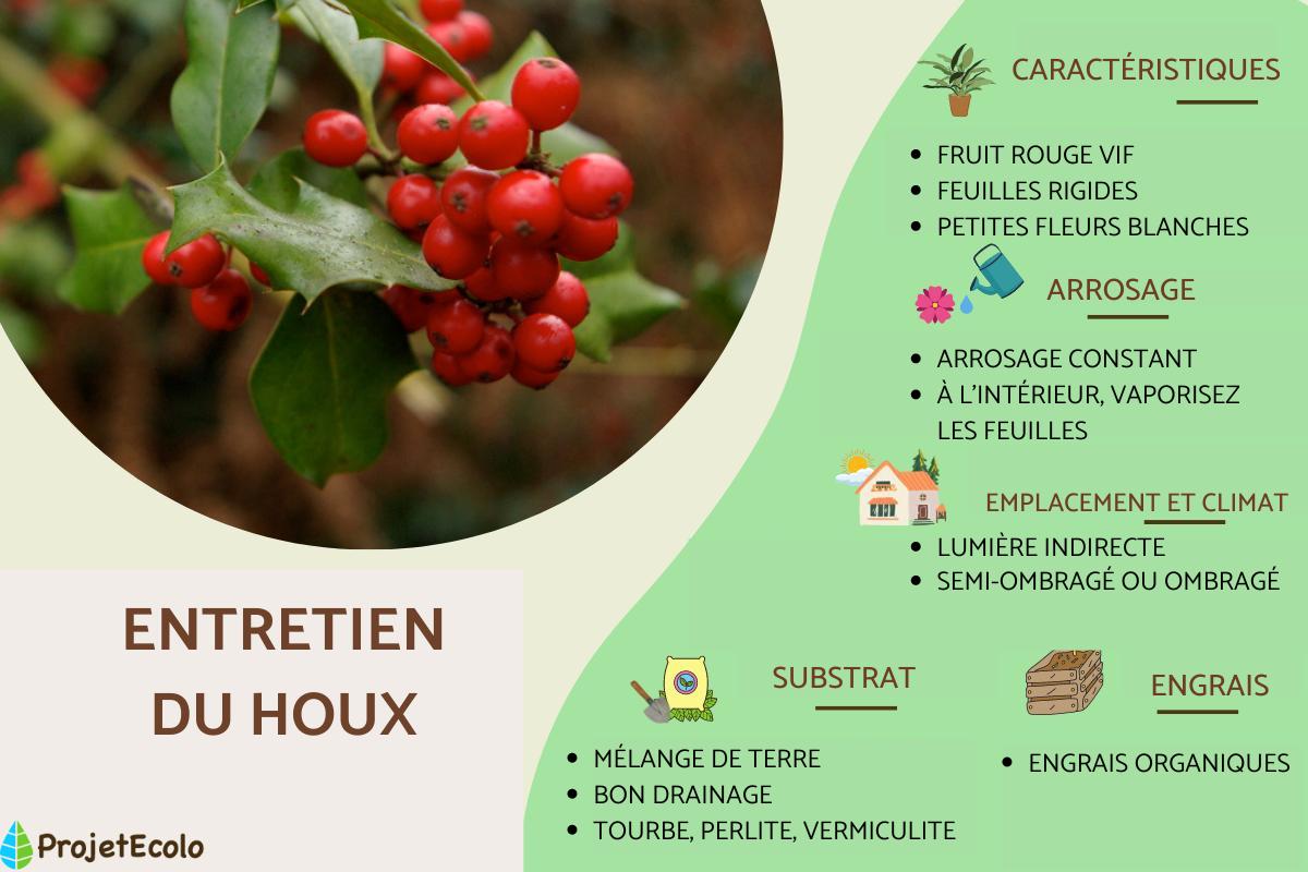 Houx : entretien et taille