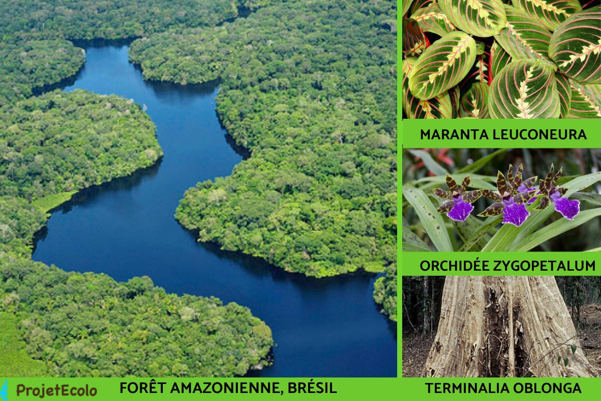 Types d'HABITATS NATURELS DÉFINITION et EXEMPLES