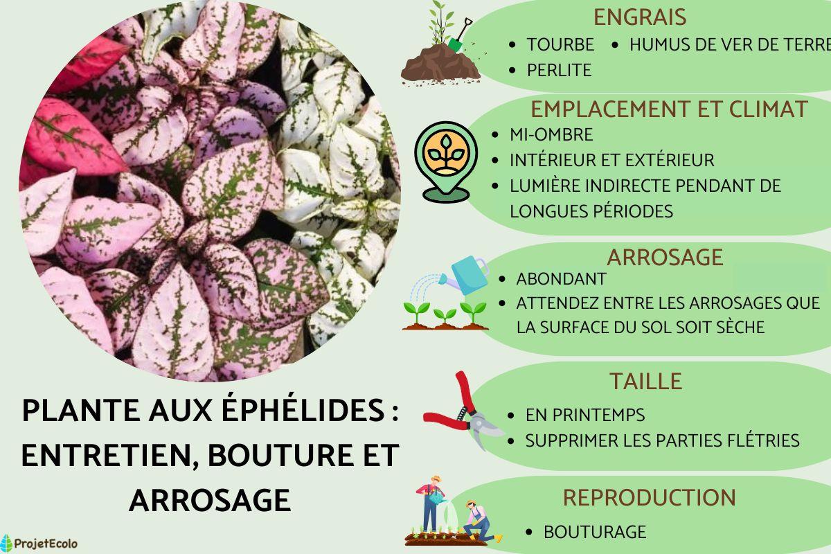 Plante aux éphélides : entretien, bouture et arrosage