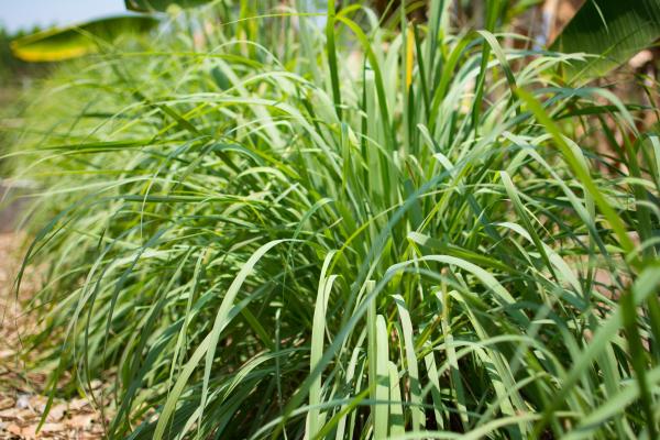 Types de citronnelles - Citronnelle de Ceylan (Cymbopogon nardus)