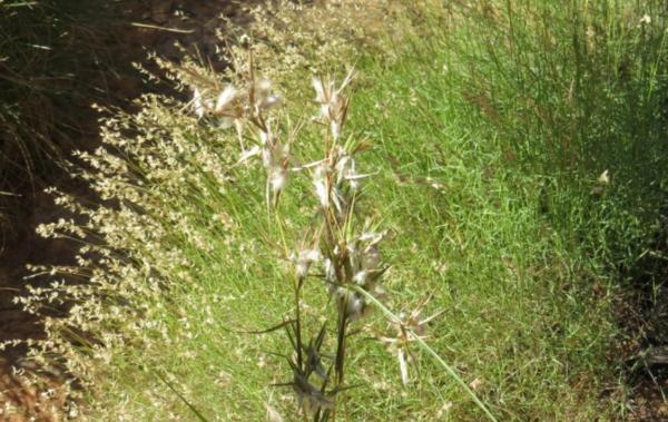 Types de citronnelles - Cymbopogon Obtectus