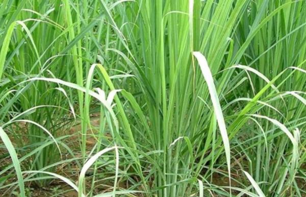 Types de citronnelles - Herbe de Cochin (Cymbopogon Flexuosus)