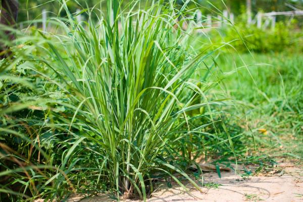Types de citronnelles - Hherbe à chameau (Cymbopogon Schoenanthus)