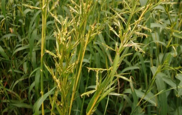 Types de citronnelles - Palmarosa (Cymbopogon Martini)