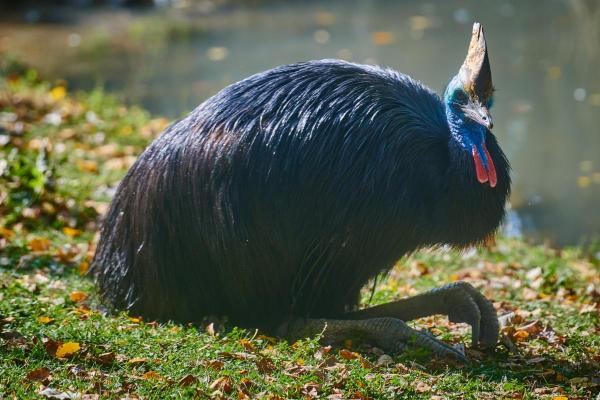 Quel est l'oiseau le plus dangereux du monde ? - Casoar, l'oiseau le plus dangereux du monde