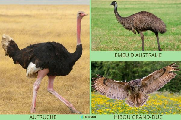 Quel est l'oiseau le plus dangereux du monde ? - Les 10 oiseaux les plus dangereux du monde
