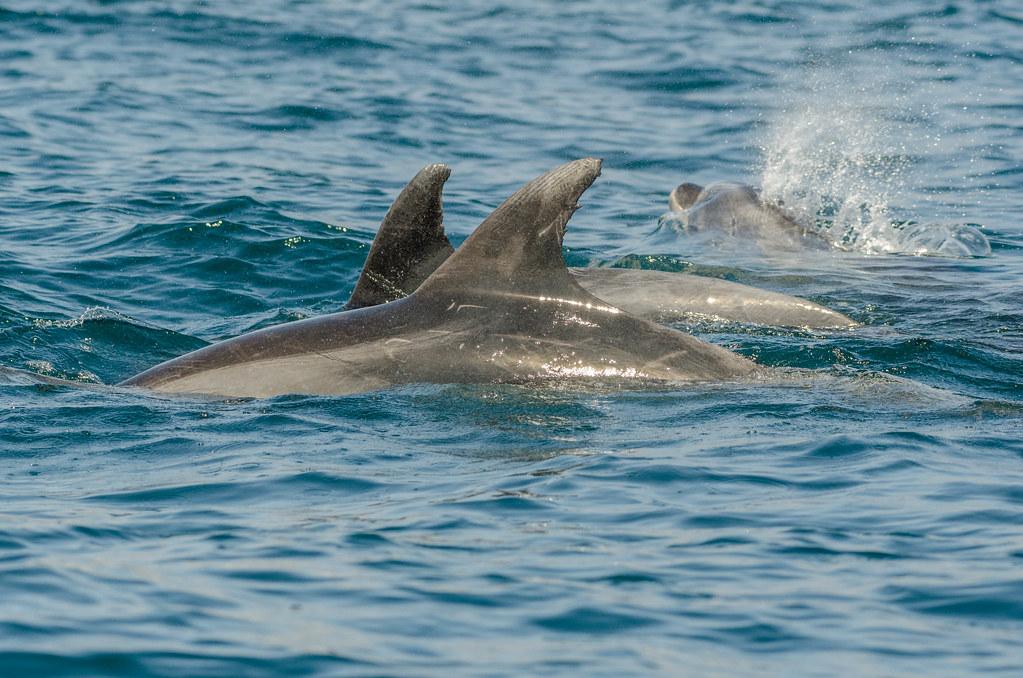 COMMENT DORMENT les DAUPHINS Découvrez comment il se repose