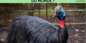 Quel est l'oiseau le plus dangereux du monde ?