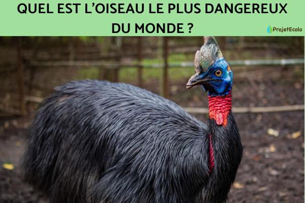 Quel est l'oiseau le plus dangereux du monde ?