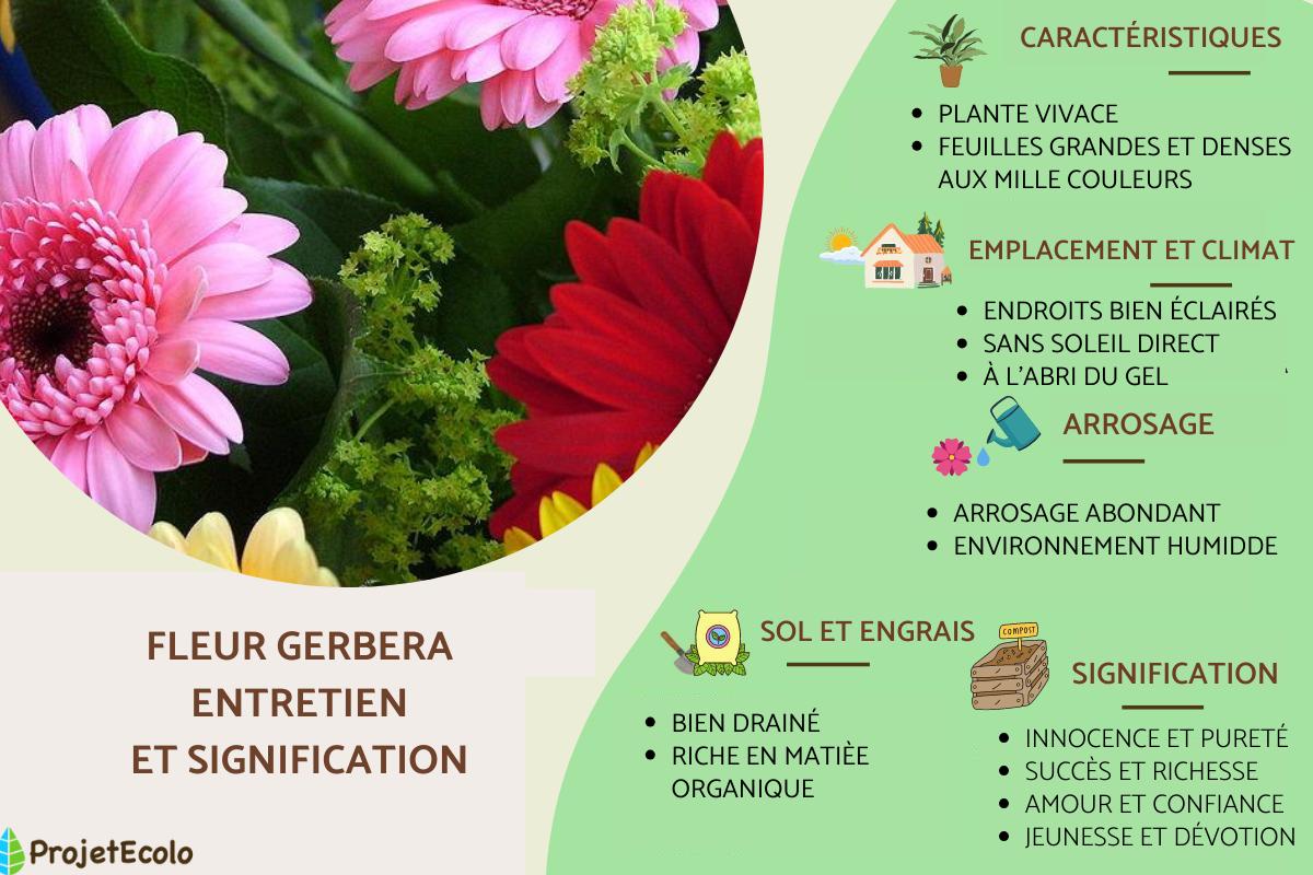 Fleur gerbera : entretien et signification