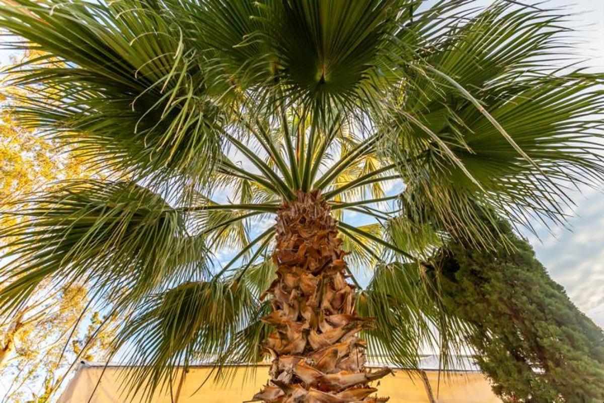 20 TYPES de PALMIERS Noms, caractéristiques et photos