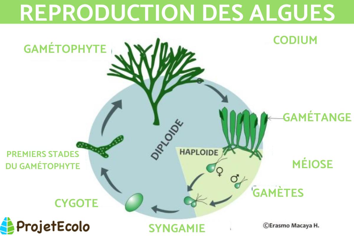 Reproduction des algues