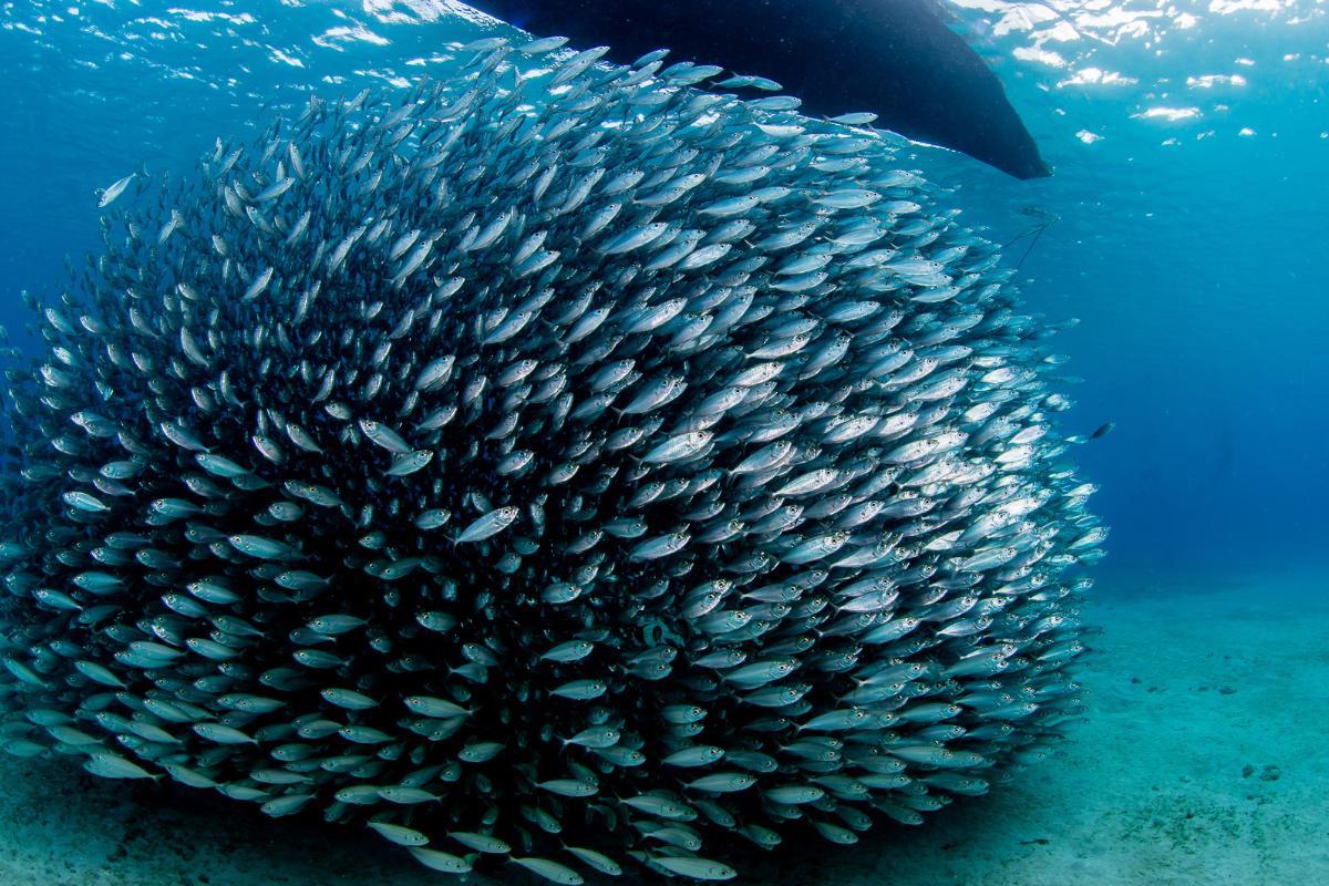 Banc de poisson : définition et formation