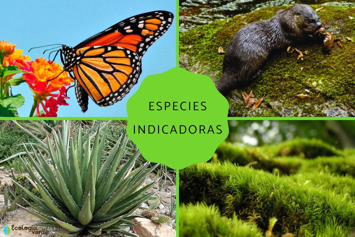 Espèces indicatrices : Définition et exemples