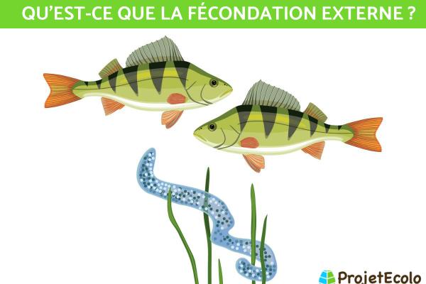 Fécondation externe : Définition et exemples