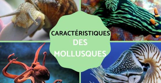 Mollusques : Définition, caractéristiques, types et exemples