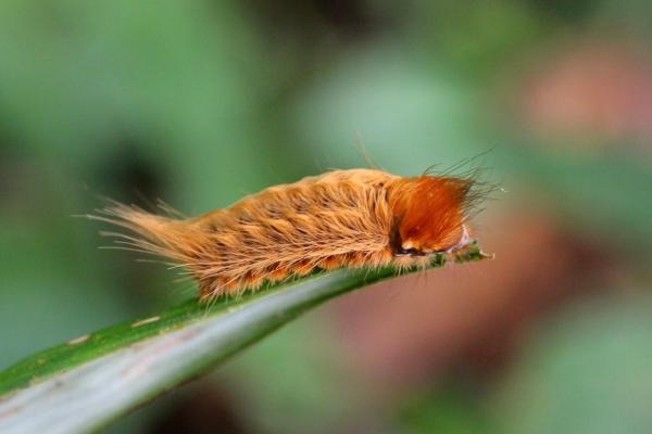 Chenilles venimeuses - Chenille-chat (Megalopyge opercularis)