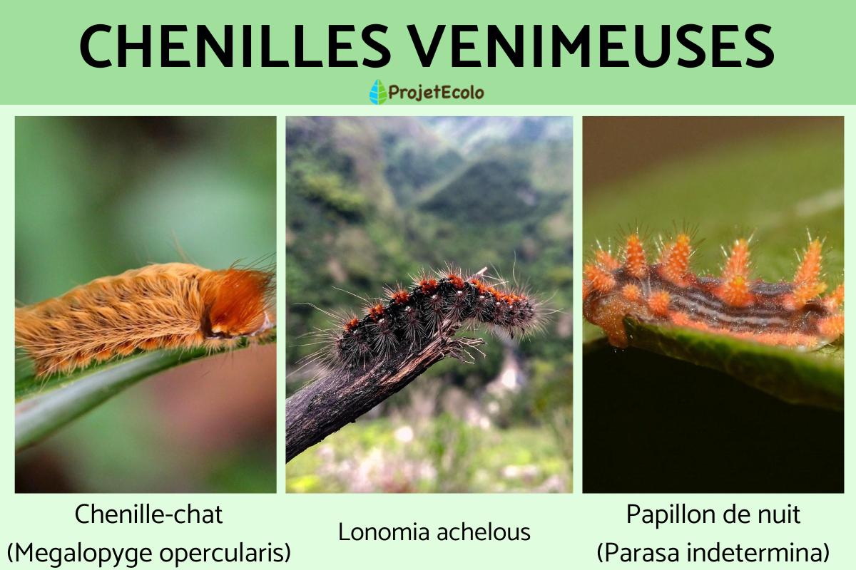Chenilles venimeuses