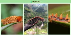 Chenilles venimeuses