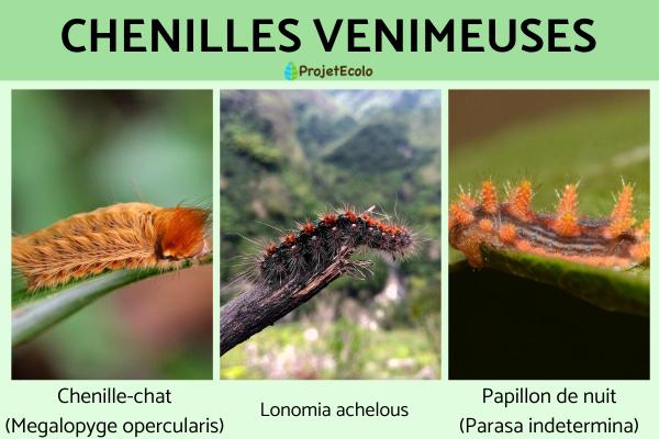 Chenilles venimeuses