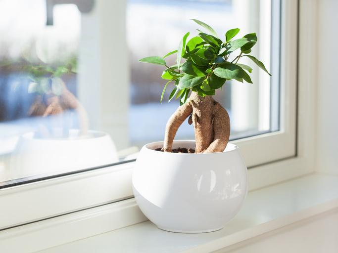 Bonsaï ficus retusa et Bonsaï ficus ginseng Entretien