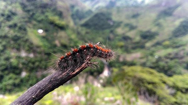 Chenilles venimeuses - Lonomia achelous