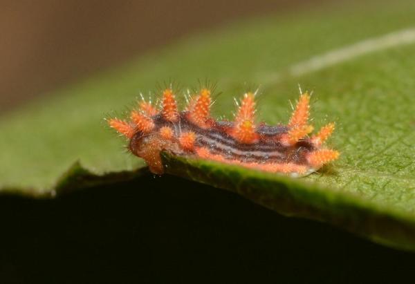 Chenilles venimeuses - Papillon de nuit (Parasa indetermina)