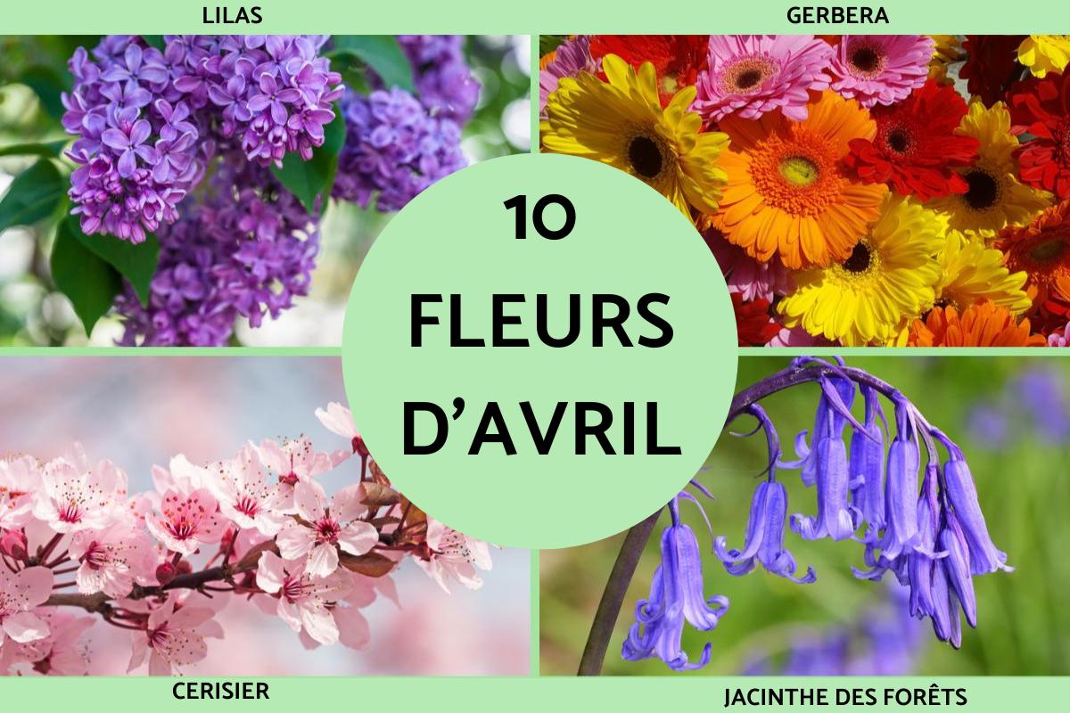 Fleurs d'avril