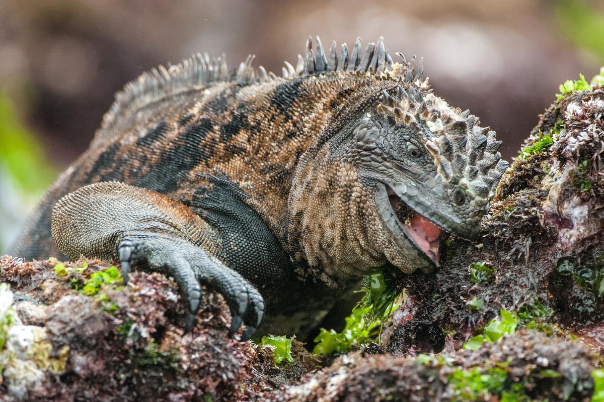 Iguane marin des Galapagos caractéristiques, alimentation et habitat — free download