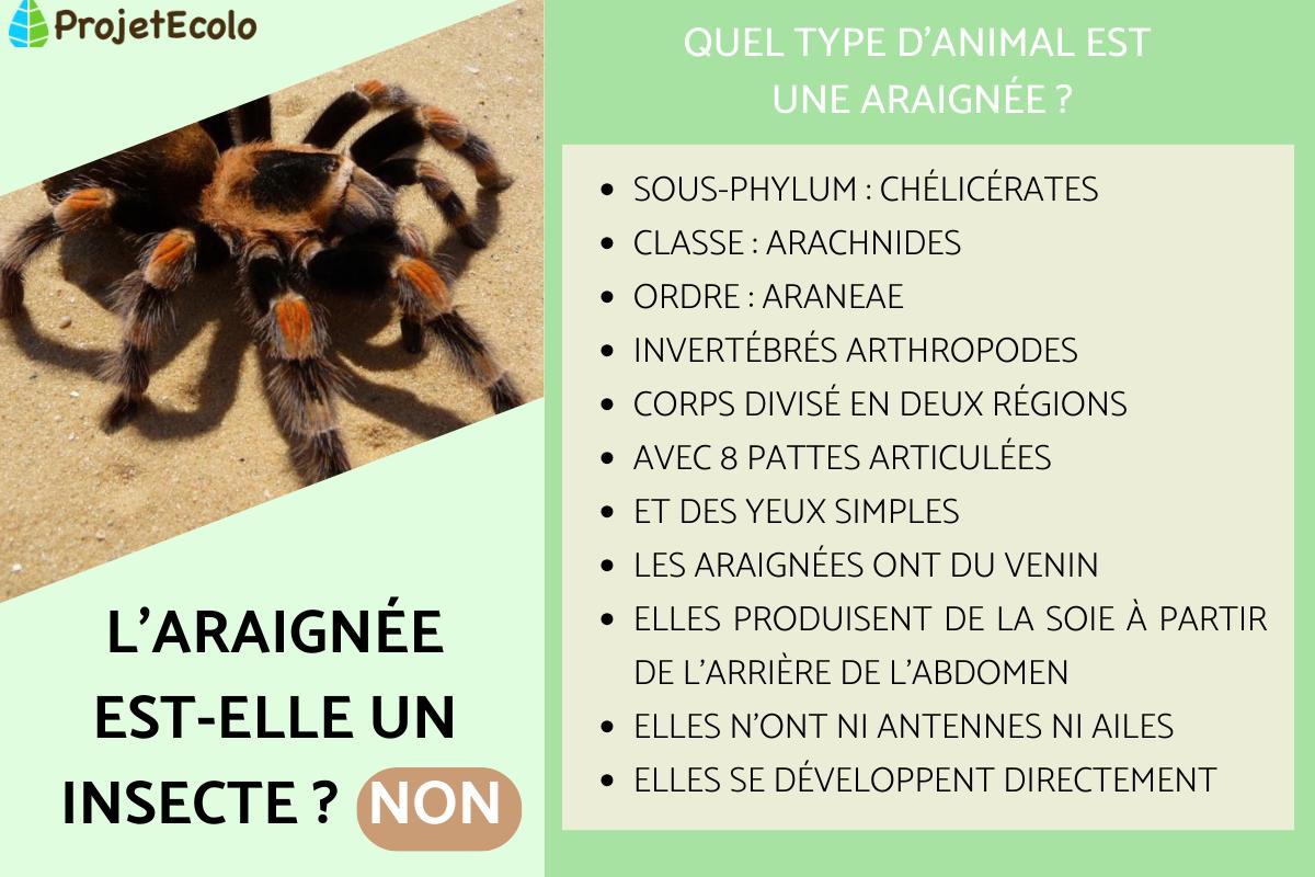 L'araignée est-elle un insecte ?